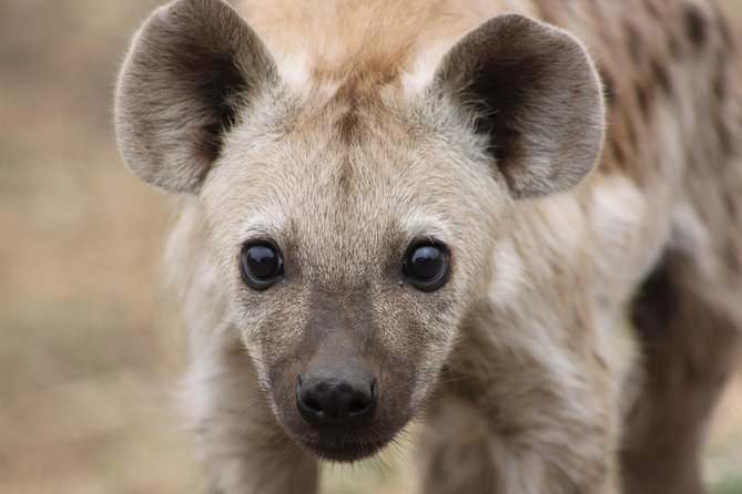 5 Day Kruger National Park tour - Day 5: The Camp Nature Walk and the Return to Johannesburg