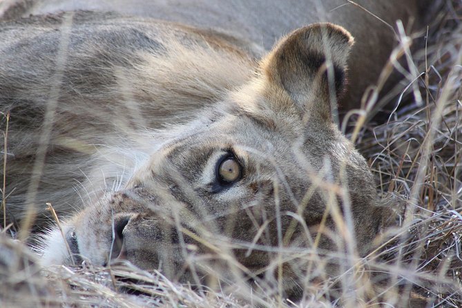 5 Day Kruger National Park tour - What This Tour Feels Like Day to Day (Pace, Group Format, and Real Expectations)