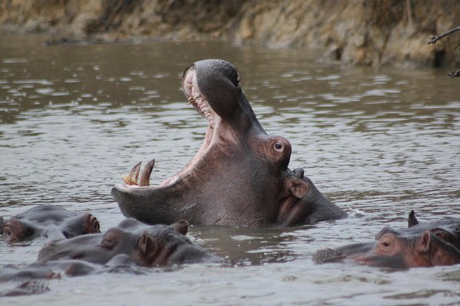 5 Day Kruger National Park tour - Who Should Book This 5-Day Kruger Tour?