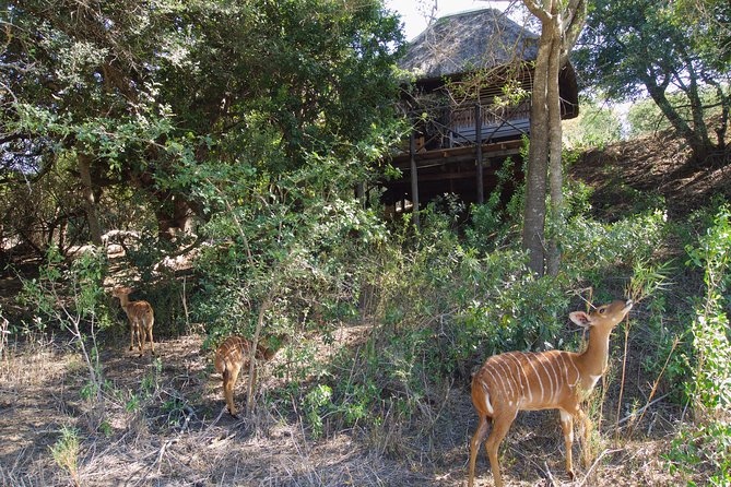 5 Day Lodge and Treehouse Kruger National Park Safari - Price and logistics (what you’re really paying for)