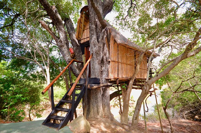5 Day Lodge and Treehouse Kruger National Park Safari - What the safari focus means for your chances (and your expectations)