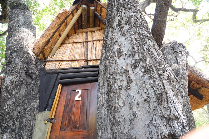 5 Day Lodge and Treehouse Kruger National Park Safari - Day 2: Sunrise bush walk, brunch, afternoon game drive, and your treehouse stay