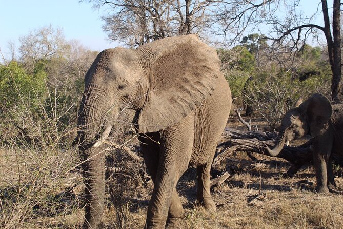 5 Day Ultimate Kruger National Park Budget Accommodation - Where You Sleep: Lodge Nights Outside Kruger and Possible Camping at Satara