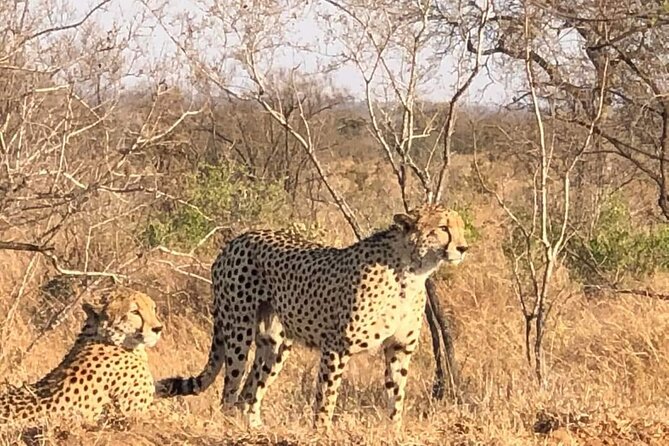 5 Day Ultimate Kruger National Park Budget Accommodation - Price and What You Actually Get for $1,246.87