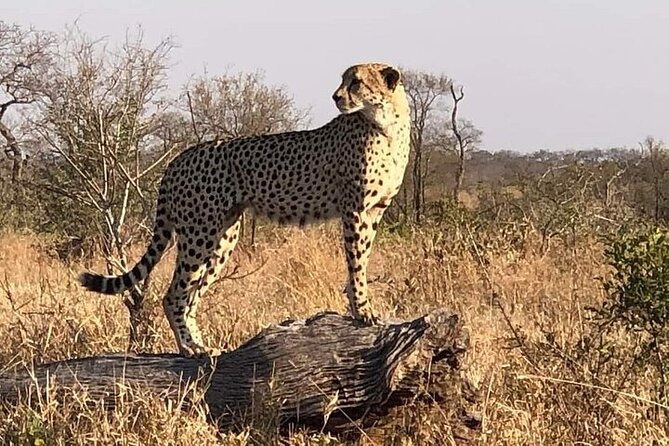 5 Day Ultimate Kruger National Park Budget Accommodation - Practical Tips to Maximize Wildlife and Enjoy the Days