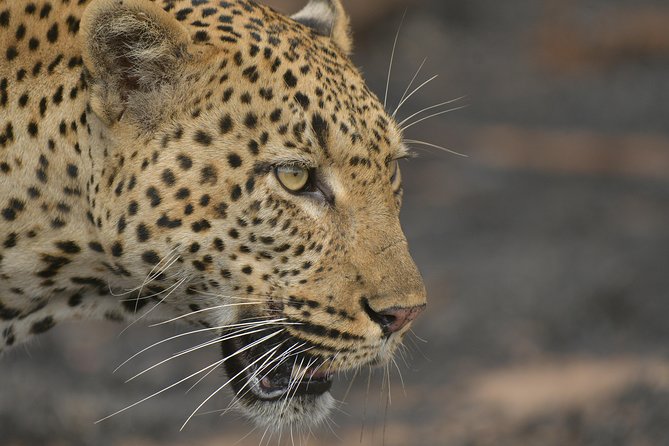 5 Day Wildlife Photographic Safari - Kruger National Park - B1 Photo Safaris - Key highlights worth caring about