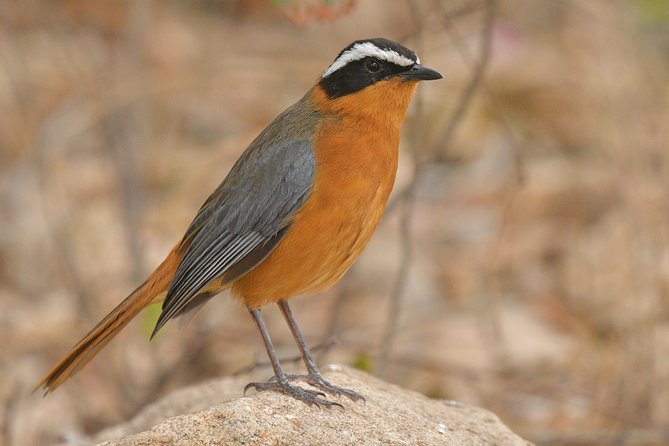 5 Day Wildlife Photographic Safari - Kruger National Park - B1 Photo Safaris - Skukuza and Camp Changes, Why It Helps Your Chances