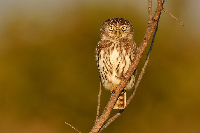 5 Day Wildlife Photographic Safari - Kruger National Park - B1 Photo Safaris - Your Camera-Friendly Vehicle Setup