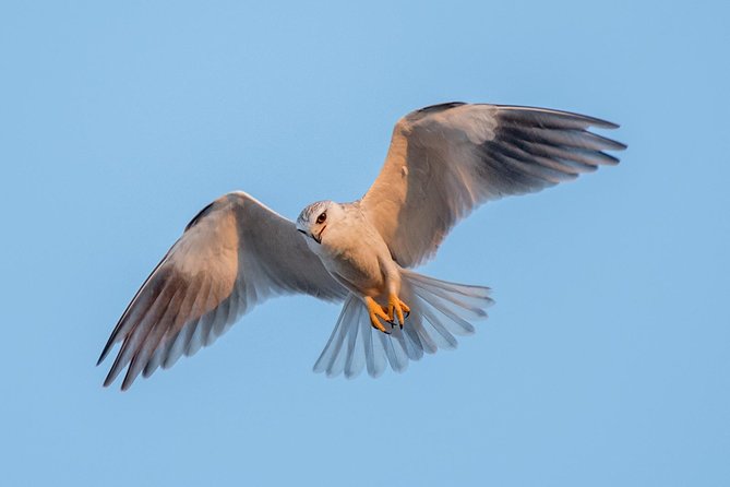 5 Day Wildlife Photographic Safari - Kruger National Park - B1 Photo Safaris - Day 2 and Beyond, The Pattern That Matters
