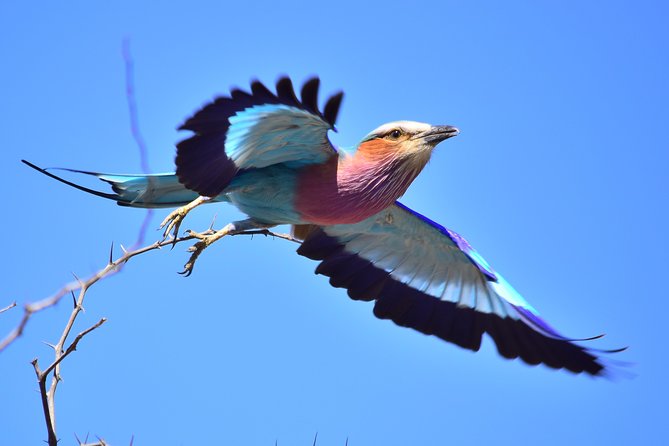 5 Day Wildlife Photographic Safari - Kruger National Park - B1 Photo Safaris - Staying in Simple Bungalows With A/C and a Fridge