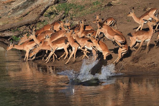 5 Day Wildlife Photographic Safari - Kruger National Park - B1 Photo Safaris - Two Guides Onboard, Spotting Plus Camera Help