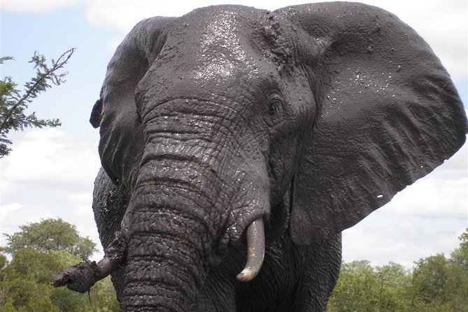 5Days Blyde River Canyon and Kruger National Park Overnight Tour and Safaris - Guide support and small-group energy, from Lutendo to Lucky