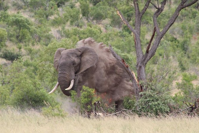 5Days Blyde River Canyon and Kruger National Park Overnight Tour and Safaris - Kruger in 3 blocks: arrival drives, full days, and camp downtime