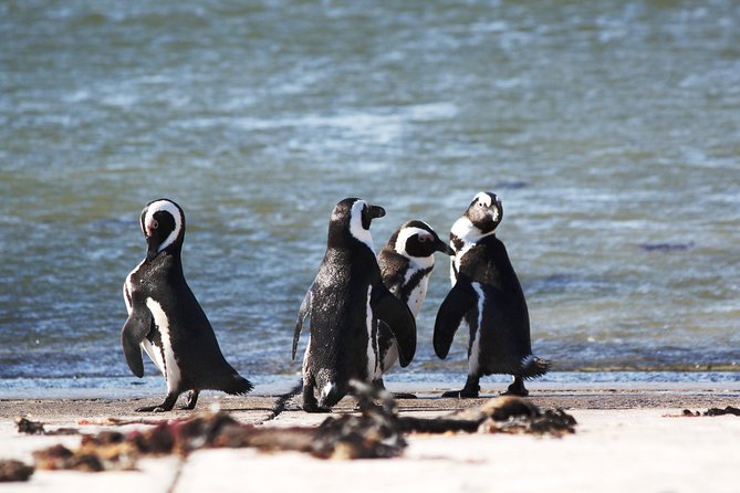 6-Day Garden Route & Addo South African Adventure from Cape Town - Tsitsikamma: Storms River Suspension Bridge And Bloukrans Big-Bridge Buzz