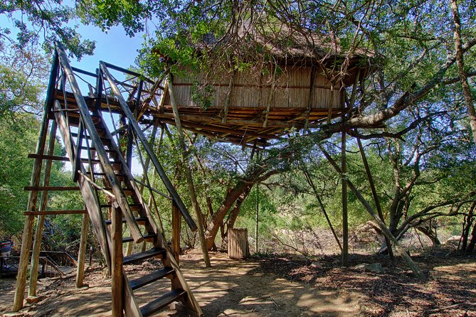 6 Day Lodge and Treehouse Kruger National Park Safari - Day 4: Moholoholo rehab visit, then Balule Big Five drive