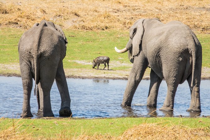 6 Hour Pilanesberg Open Vehicle Safari from Johannesburg - Key Highlights You Should Know