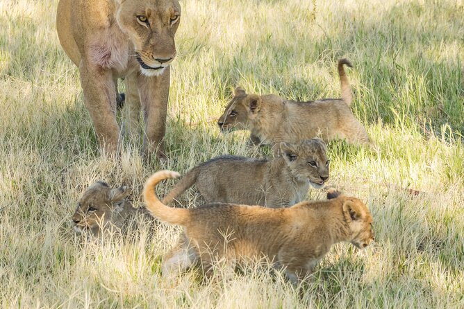 6 Hour Pilanesberg Open Vehicle Safari from Johannesburg - Pilanesberg From Johannesburg: Why This Park Works