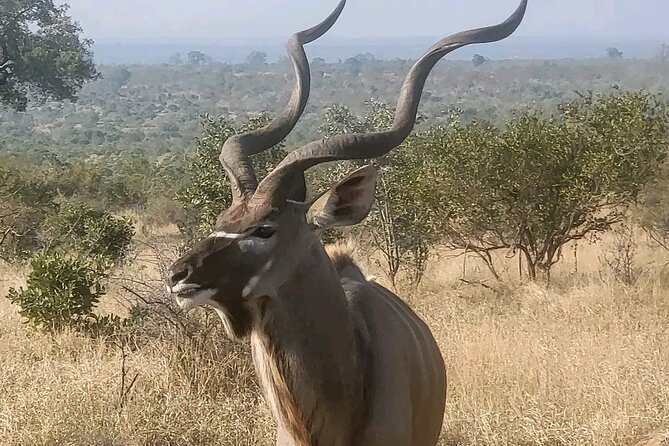 6 Hour Pilanesberg Open Vehicle Safari from Johannesburg - Arriving at Pilanesberg: Visitors Centre to Open 4x4 Safari