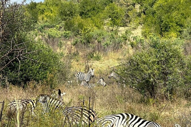 6 Hour Pilanesberg Open Vehicle Safari from Johannesburg - The 3-Hour Guided Game Drive: How to Make It Count