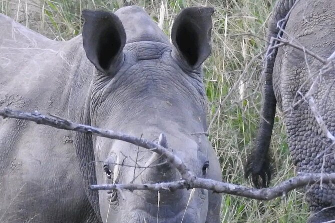 6 Hour Pilanesberg Open Vehicle Safari from Johannesburg - Lunch and Water: Small Inclusions That Save the Day