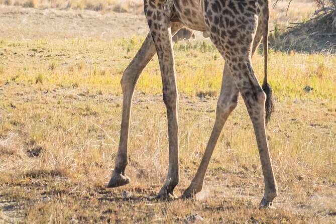 6 Hour Pilanesberg Open Vehicle Safari from Johannesburg - 6:00 am Hotel Pickup From Johannesburg (and Pretoria in the Mix)