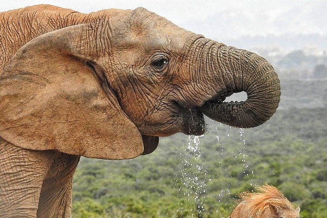 7-day Cape Town, Winelands, Garden Route and Addo National Park - Day 4 Knysna Heads and Featherbed Nature Reserve