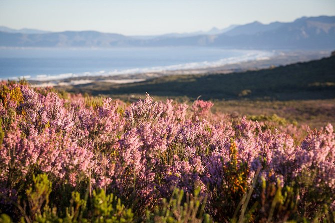 7-day Cape Town, Winelands, Garden Route and Addo National Park - Day 1 in Cape Town: Robben Island, Bo-Kaap color, and Kirstenbosch calm