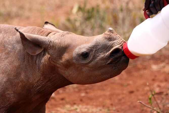 7 Day Classic Kruger National Park Safari - Key things I’d circle before booking