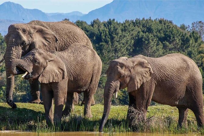 7-Day Garden Route Safari Adventure from Cape Town - Key highlights you should care about