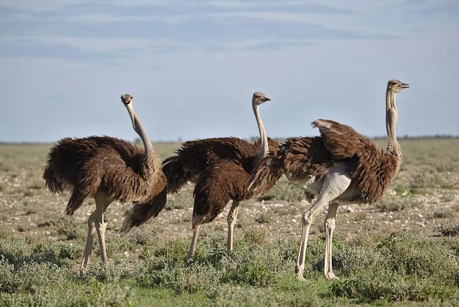 7-Day Garden Route Safari Adventure from Cape Town - Private transport makes the Garden Route feel easy