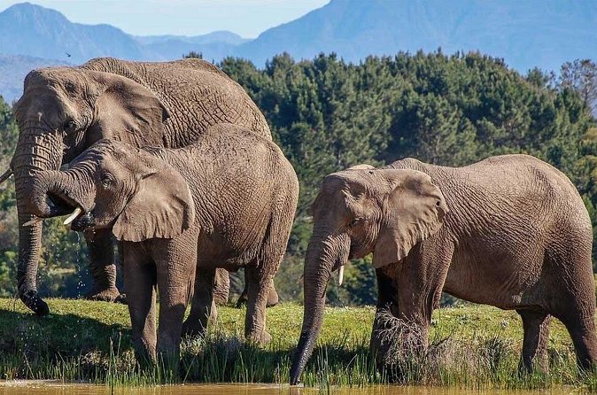 7-Day Garden Route Safari Adventure from Cape Town - Day 4: Mossel Bay Harbour, possible white sharks, and a strawberry break