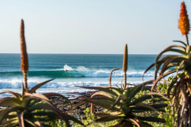 7 Day Garden Route to Addo, Cape Point and Winelands Combo tour - Day 5 Botlierskop optional 4x4 safari, then back to Cape Town