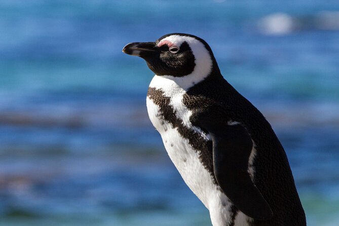 7 Day Garden Route to Addo, Cape Point and Winelands Combo tour - Day 2 Cango Caves and the Ostrich Show Farm before Addo
