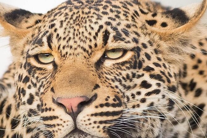 9 day Luxury Kruger Park Safari & Cape Town Tour - Key Things That Make This Tour Work