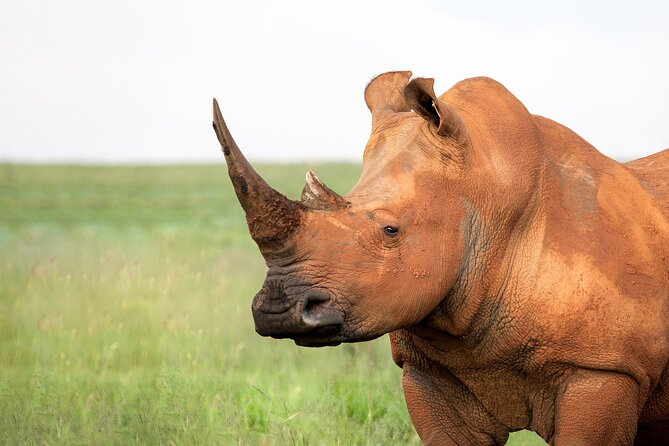 9 day Luxury Kruger Park Safari & Cape Town Tour - Day Five Options: Early Morning Safari Or A Side Trip To Eswatini