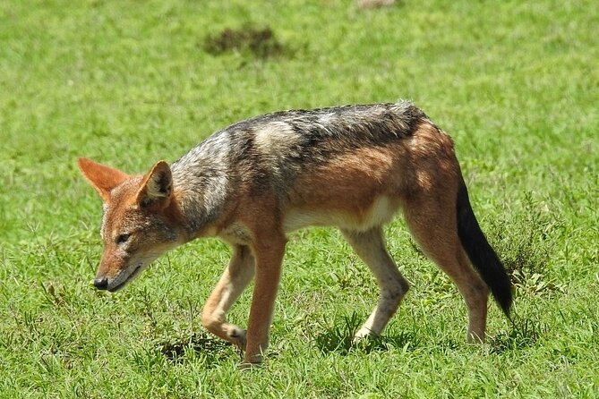 9 day Luxury Kruger Park Safari & Cape Town Tour - Flying To Cape Town: A Waterfront Base That Helps You Move