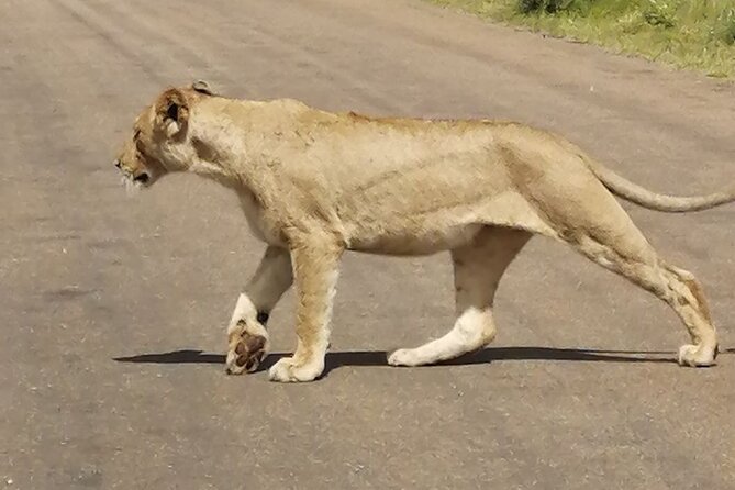 9 day Luxury Kruger Park Safari & Cape Town Tour - Robben Island And Cape Town City Touring: History With Straightforward Structure