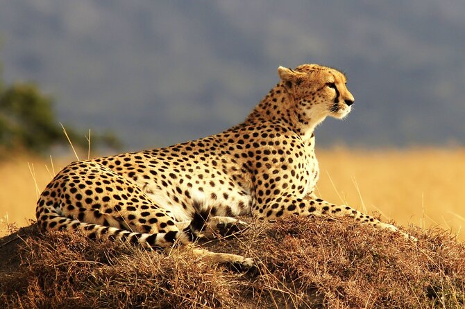 9 day Luxury Kruger Park Safari & Cape Town Tour - Table Mountain, Kirstenbosch, And Groot Constantia: Classic Cape Town, Done In One Flow