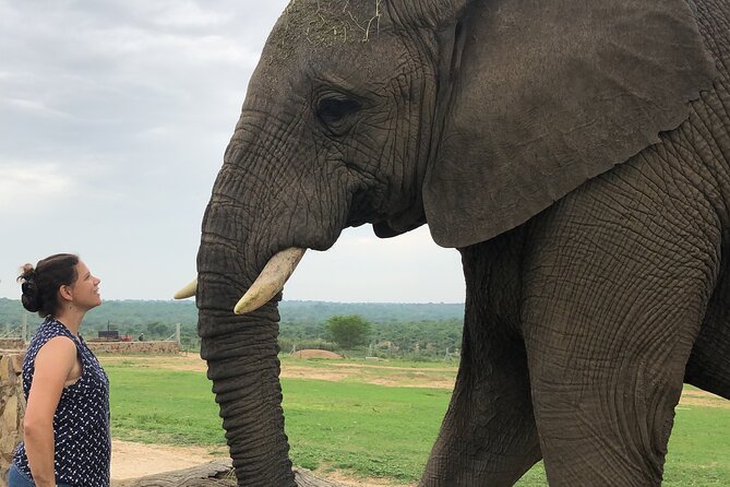 90-minute Elephant Watching Experience in Hoedspruit - Why This Jabulani Elephant Visit Feels More Like Care Than a Show