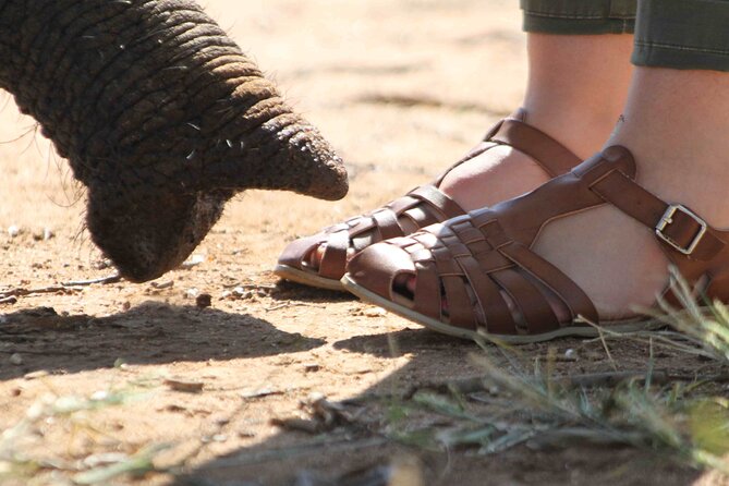 90-minute Elephant Watching Experience in Hoedspruit - Getting to Elephant Moments at the Kapama Reserve Stables (R40)