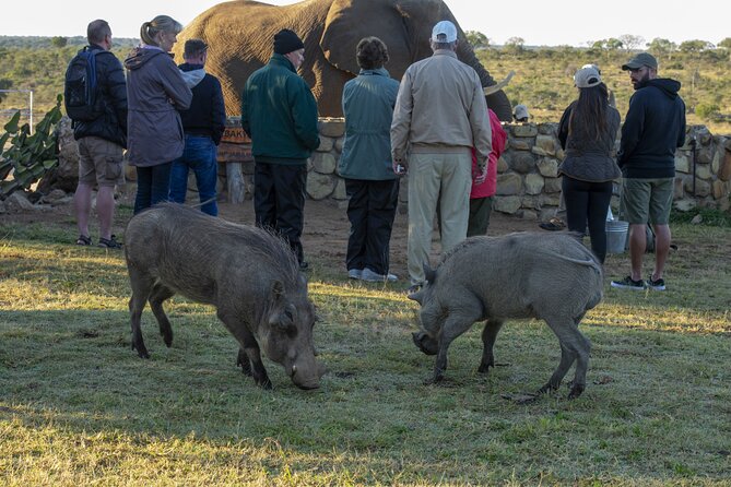 90-minute Elephant Watching Experience in Hoedspruit - Meet the Jabulani Herd: Rescue, Orphans, and a Tight-Knit Group