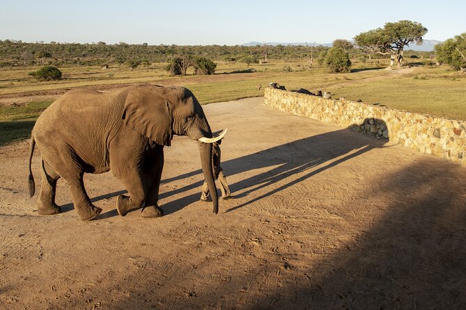 90-minute Elephant Watching Experience in Hoedspruit - Coffee, Biscuits, and the Small Details That Make Mornings Easier