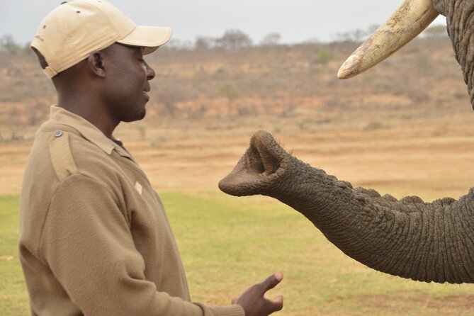 90-minute Elephant Watching Experience in Hoedspruit - The Low Partition Setup: Close Up, With Boundaries