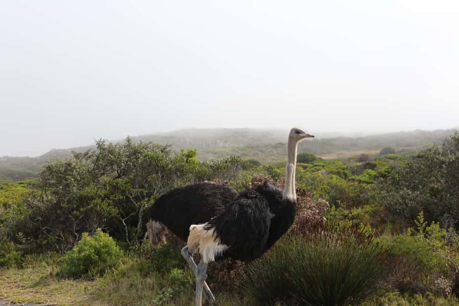 A Curious Adventure through Chapman’s Peak Drive: Cape Point - Guides, language, and the kind of storytelling you want
