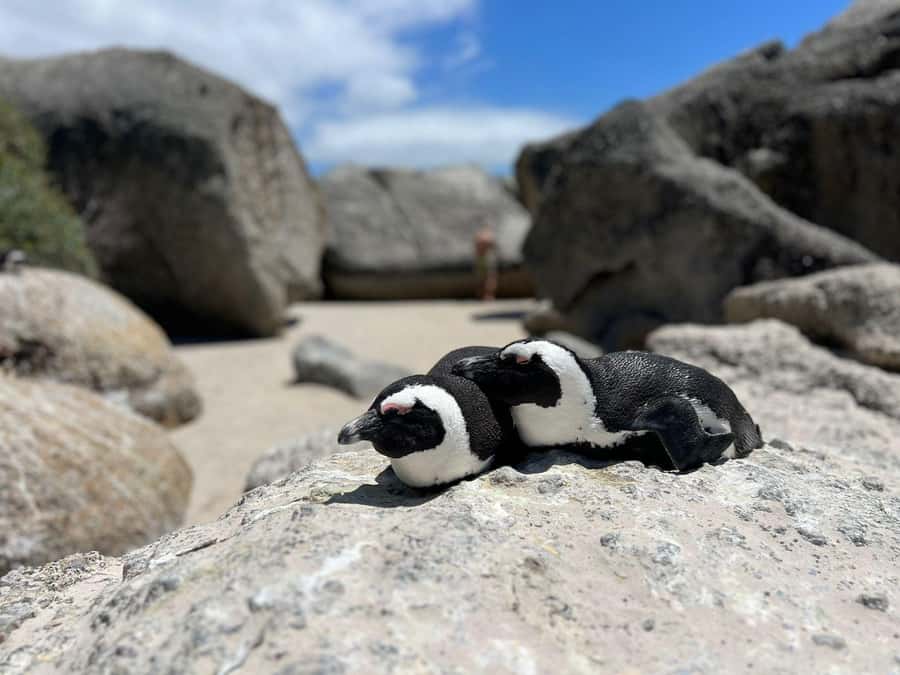 A Curious Adventure through Chapman’s Peak Drive: Cape Point - Hout Bay and the Noordhoek Farm Village: small stops, big contrast