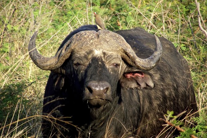 A Full Day Safari Tour to the Hluhluwe Imfolozi Big 5 Game Reserve - Inside Hluhluwe-iMfolozi, how the 6 hours usually plays out