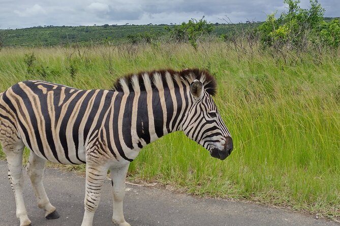A Full Day Safari Tour to the Hluhluwe Imfolozi Big 5 Game Reserve - What’s included, what’s not, and where value really comes from
