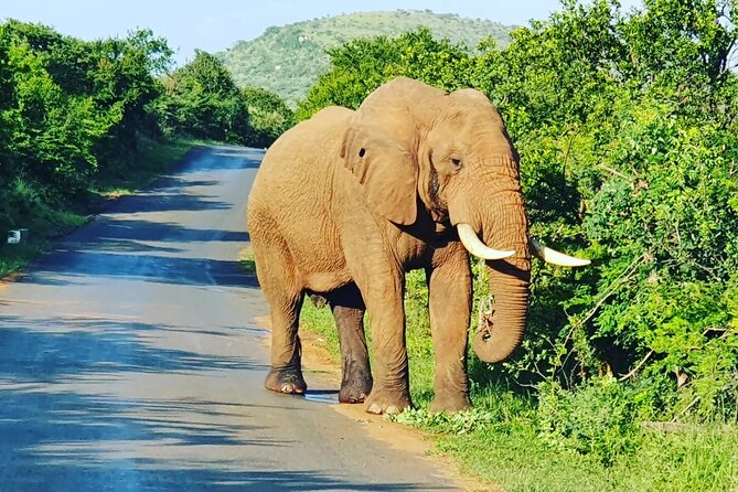 A Full Day Safari Tour to the Hluhluwe Imfolozi Big 5 Game Reserve - Who this private day safari suits best
