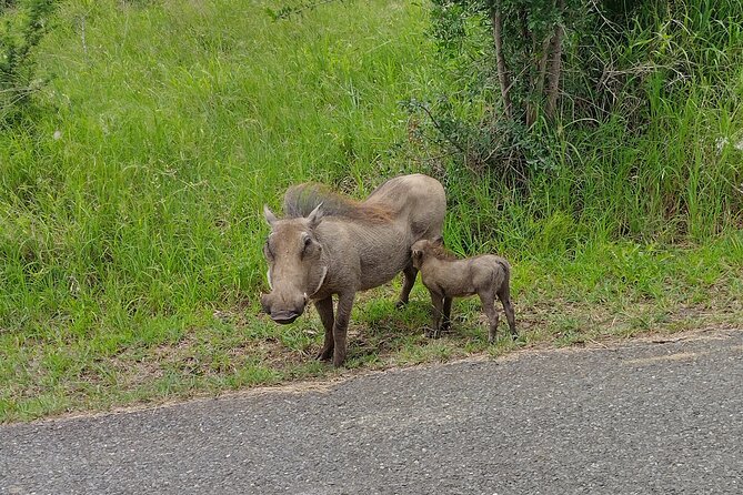 A Full Day Safari Tour to the Hluhluwe Imfolozi Big 5 Game Reserve - Should you book this Hluhluwe-iMfolozi Big Five day?