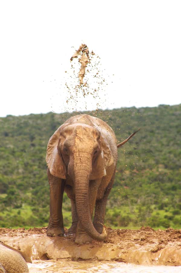 Addo big 5 tour - Key highlights from the Addo Big Five tour with Nama Tours